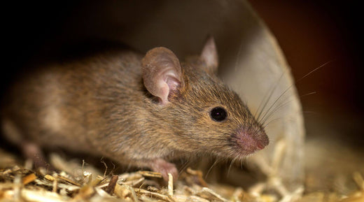 Mouse living alongside humans