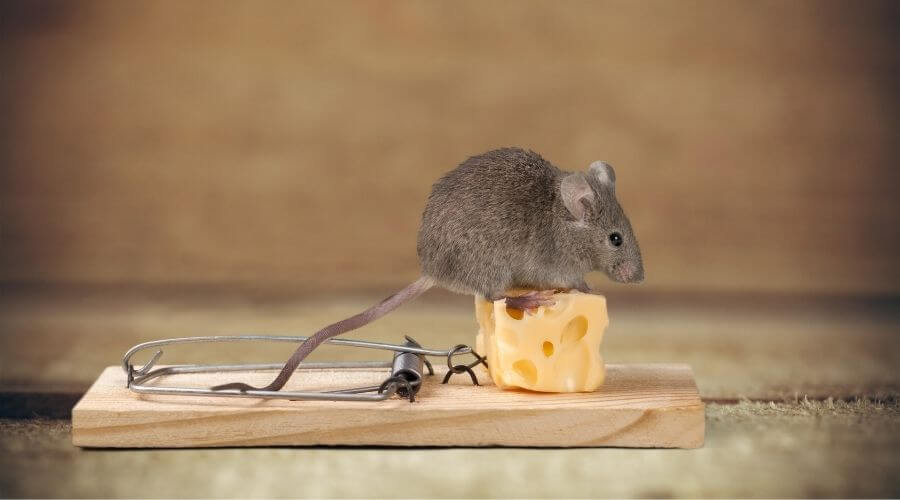 Mouse on cheese bait 