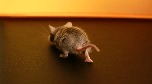 Mouse running away