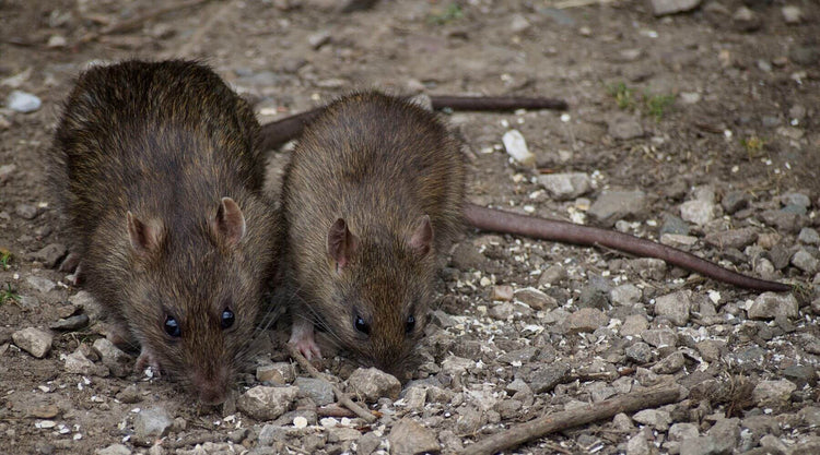 Expert Guide on How to Get Rid of Rats Yourself