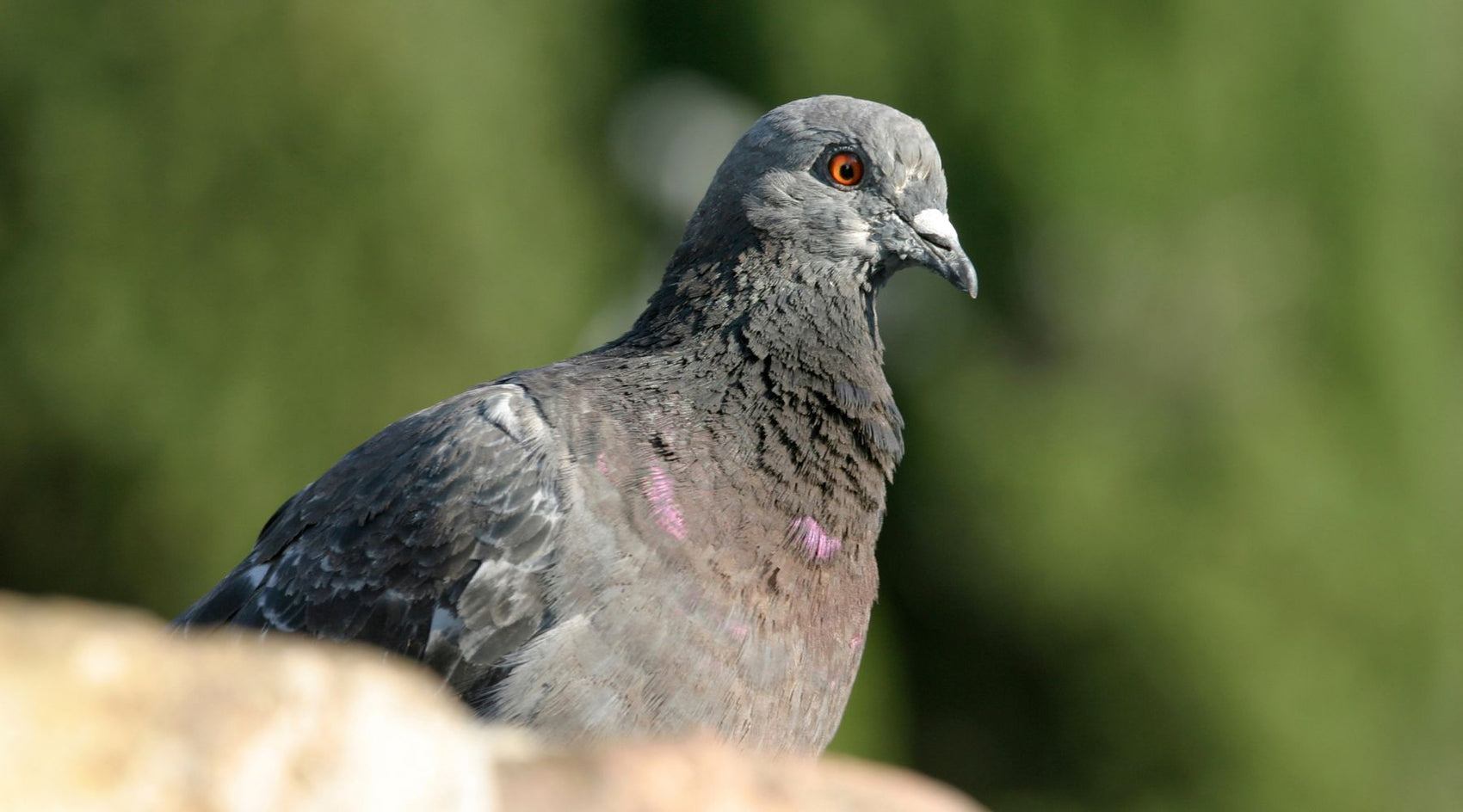 Expert Guide on How to Keep Birds Away from Your Home & Garden