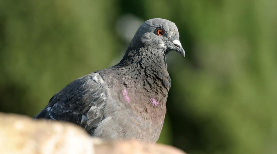 Pigeon on wall