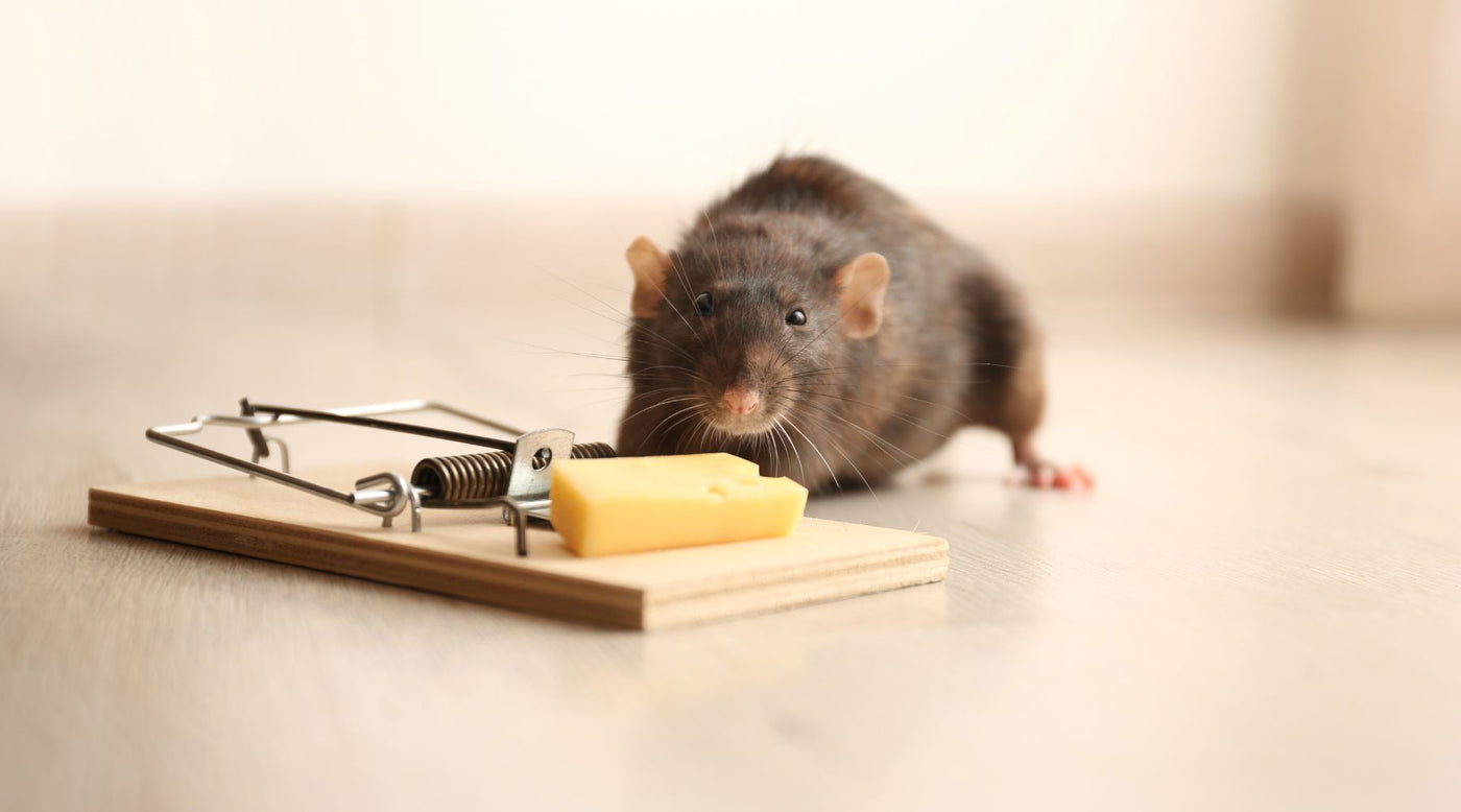 Rat approaching snap trap with bait