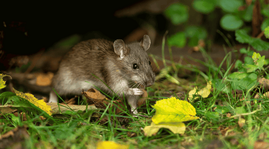 Rat in the garden