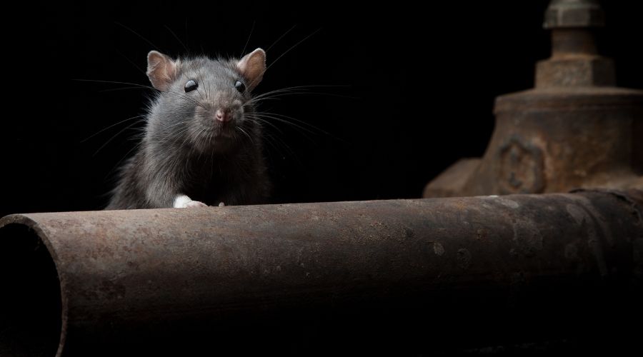 Rat on pipe