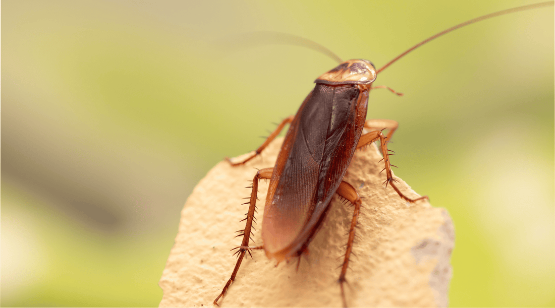 Scary looking cockroach