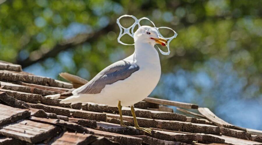 Seagull carrying plastic