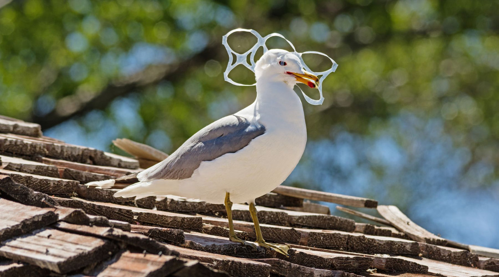 Seagull on roof of house