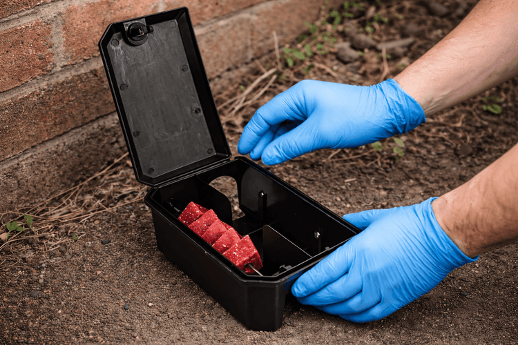 Rodent Poison Explained: When (and When Not) to Use Rodenticides
