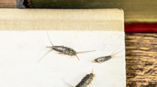 Silverfish crawling on book