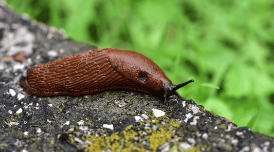 Slug in garden