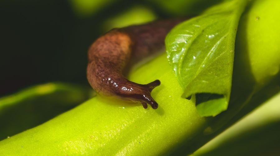 Slug on plant