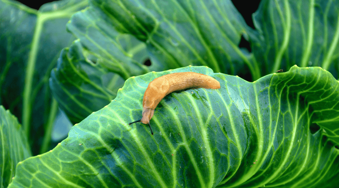 Slug on plant