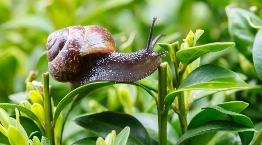 Snail on plant