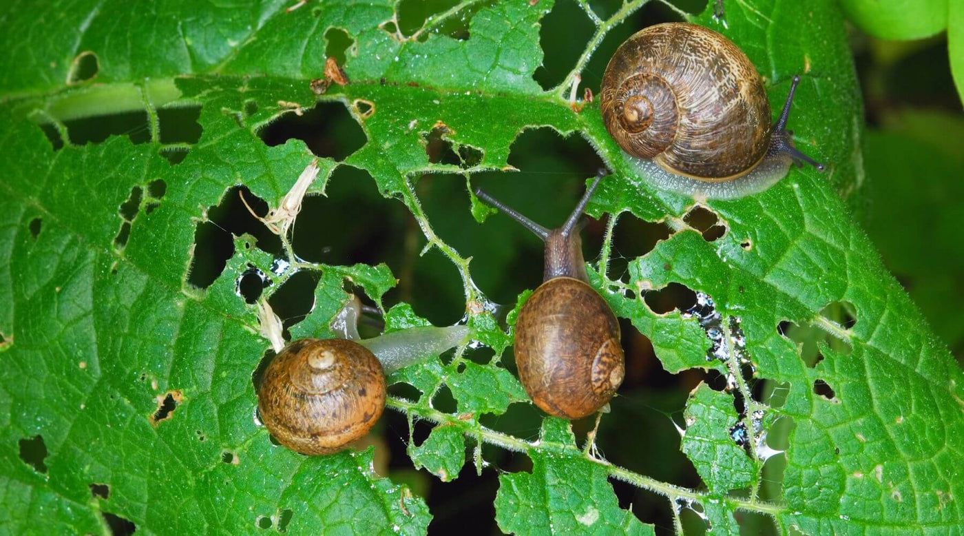 Snails eating leaves in garden