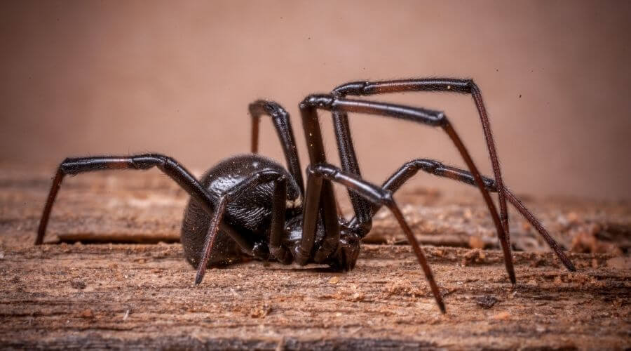 Spider crawling on wood