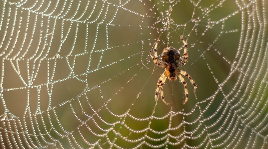 Spider in web