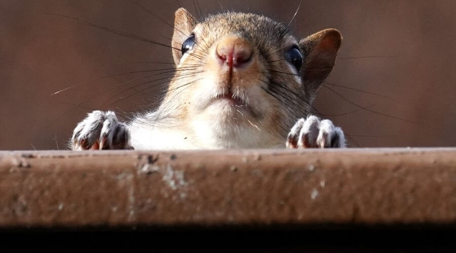 Squirrel peering over fence