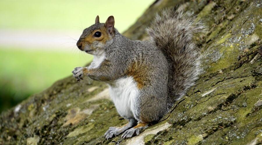 Squirrel sitting on tree