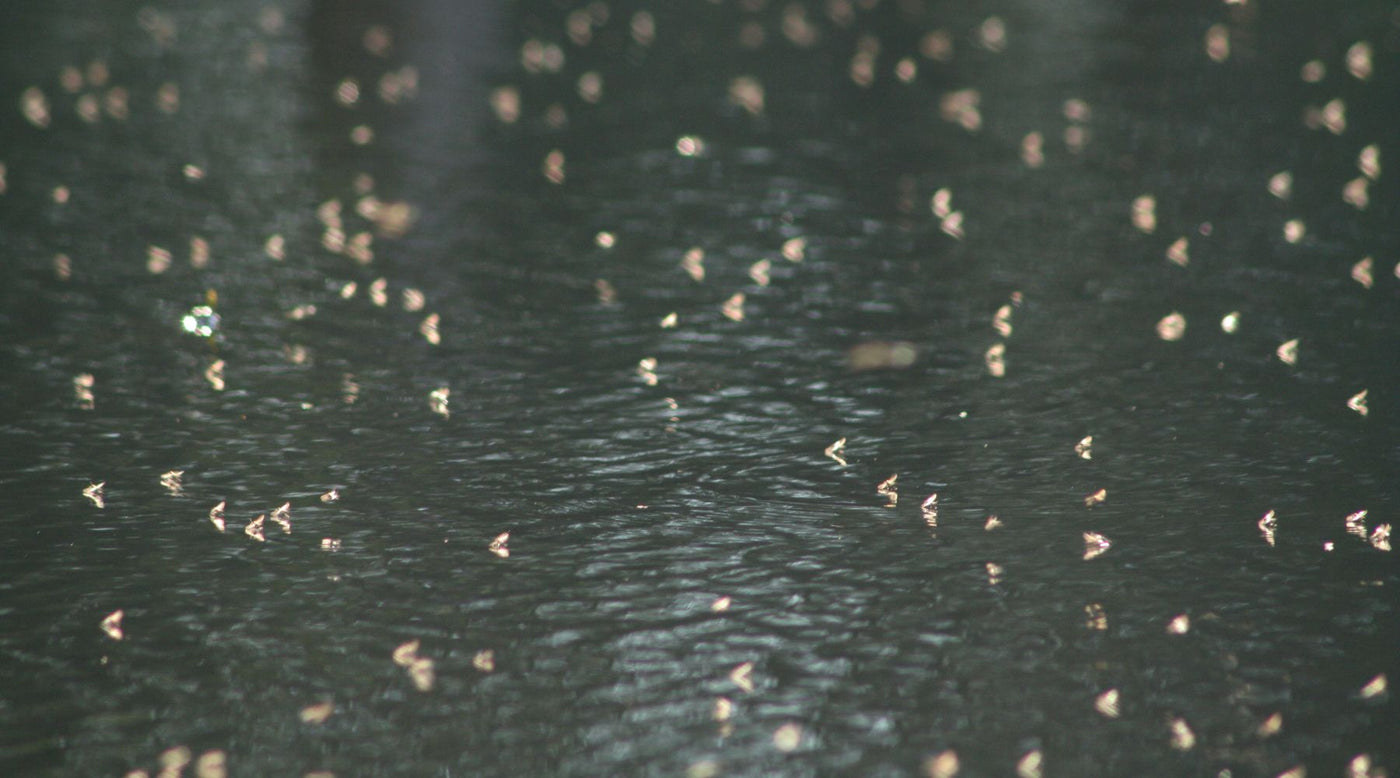 Swarm of midges