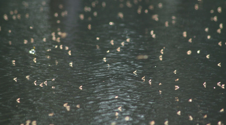 Swarm of midges