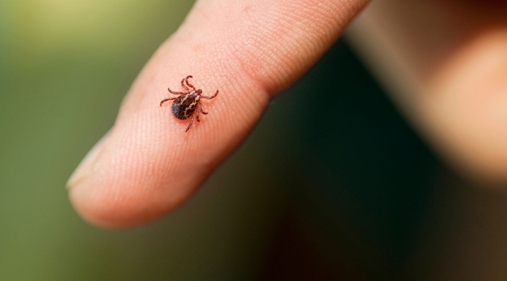 Tick on human finger