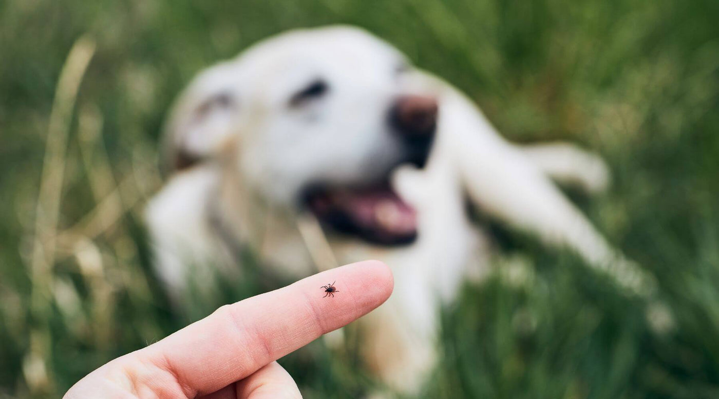 Tick on human finger and dog