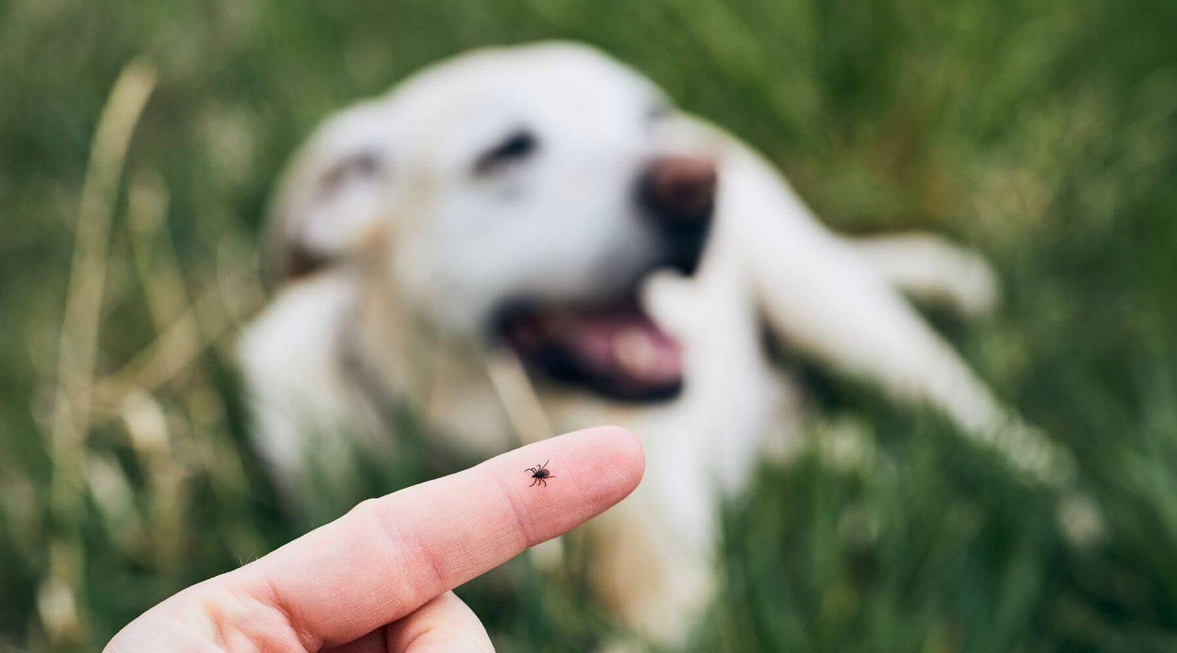 Tick on human finger and dog