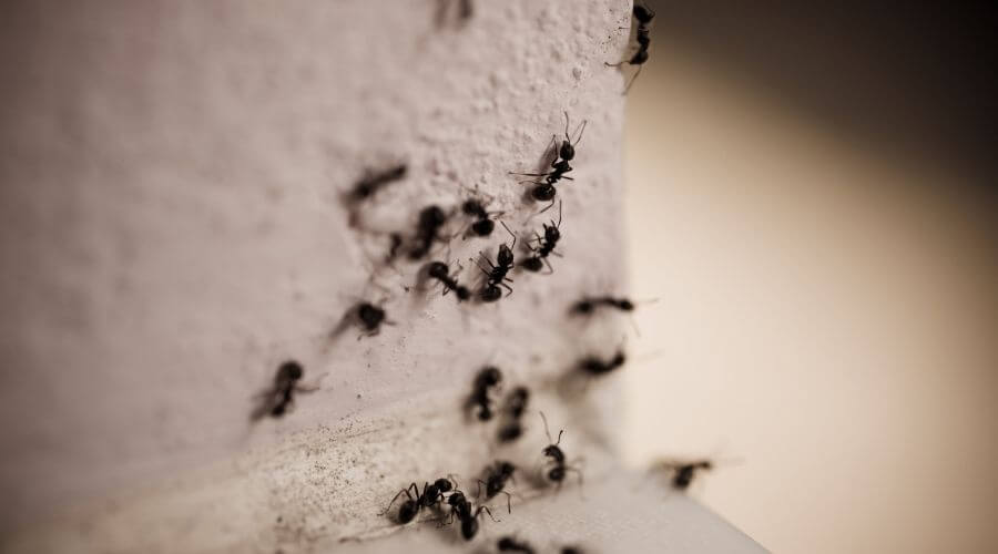 Trail of ants invading house