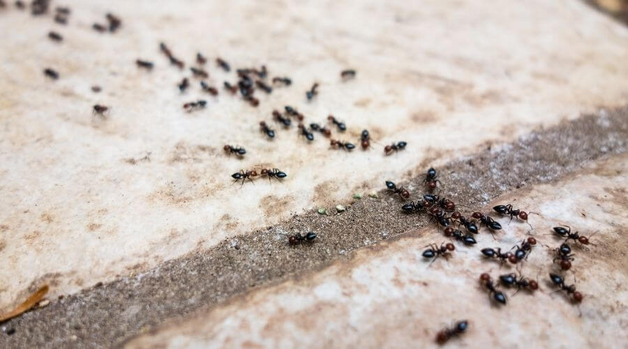 Trail of ants