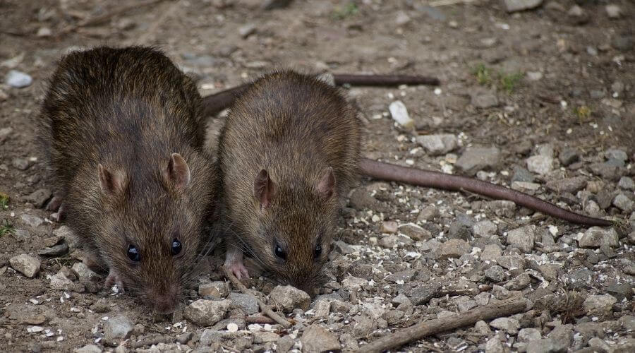 Two rats outside