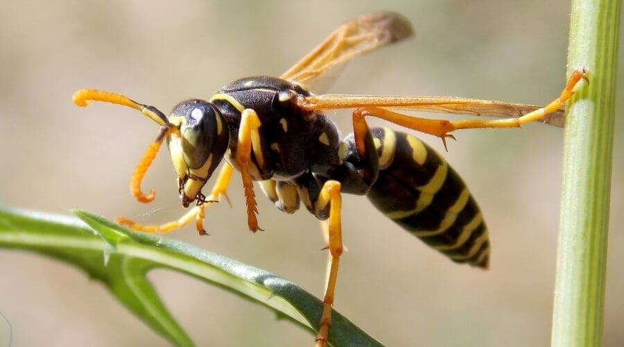 Wasp in garden