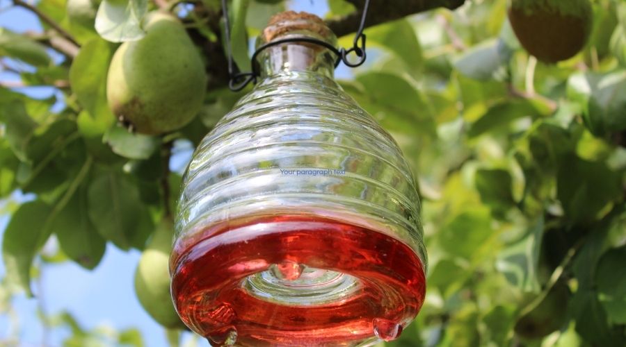 Red wasp bait in trap