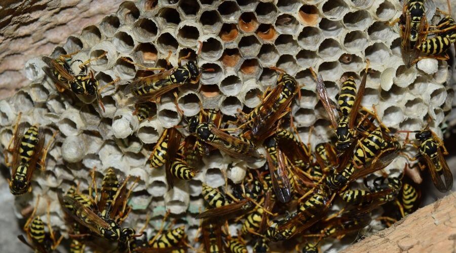 Wasp nest