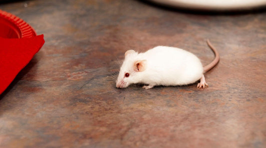 White mouse walking on kitchen surface