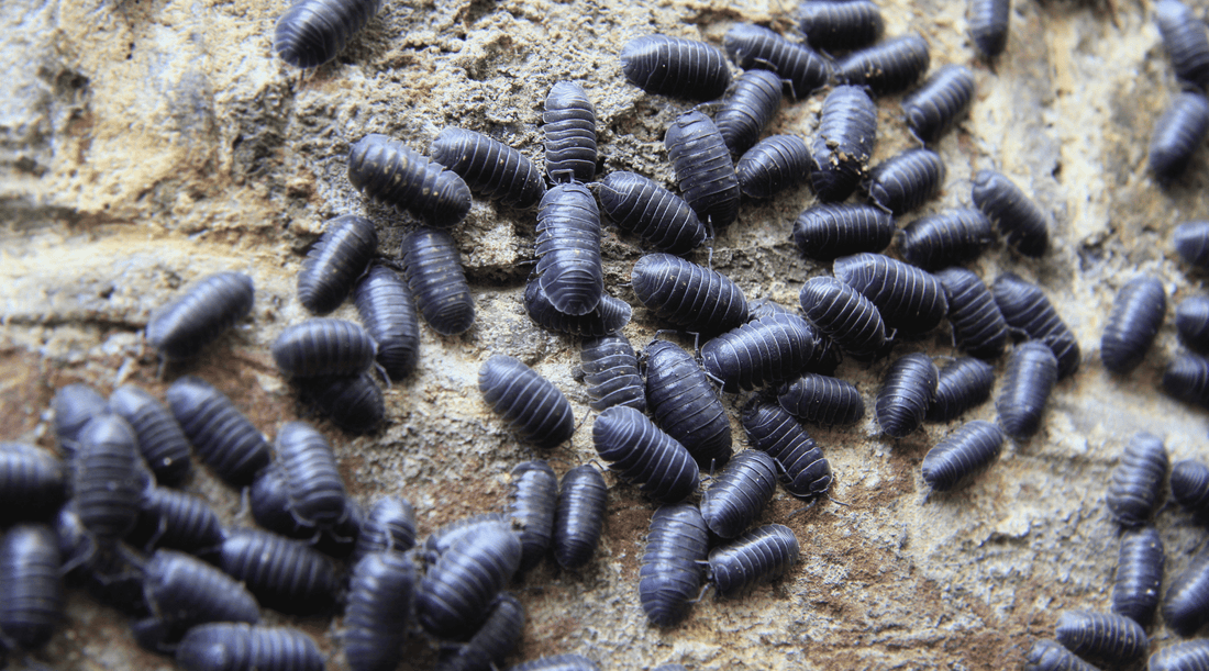 Woodlice gathering on wall