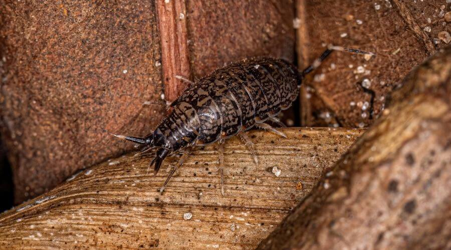 Woodlice on damp wood