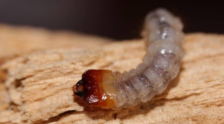 Woodworm larva crawling on wood