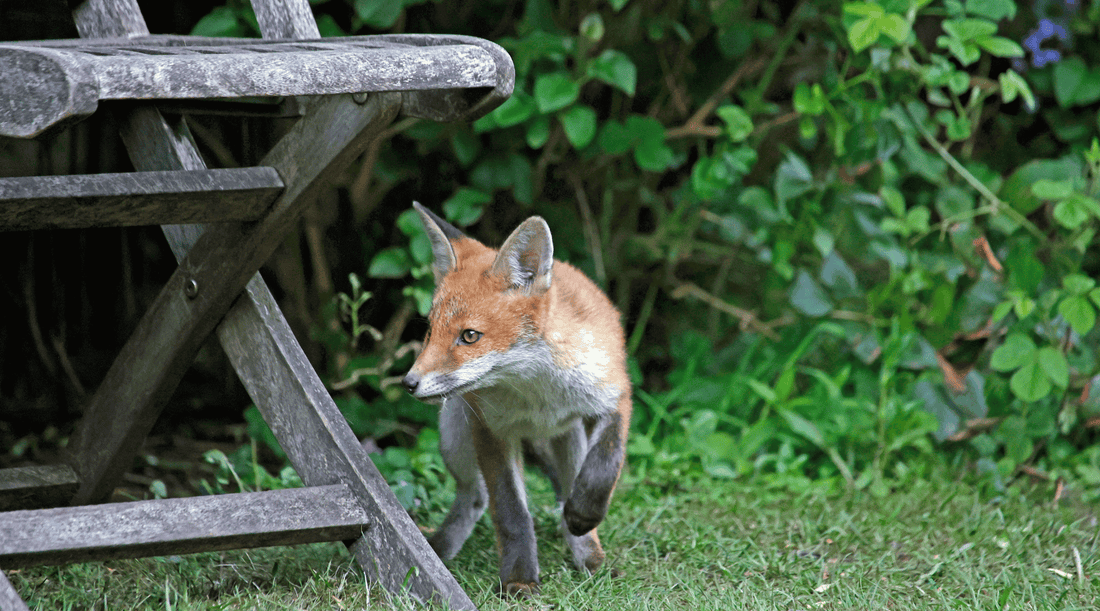 10 Tips on How to Stop Foxes Invading Your Property