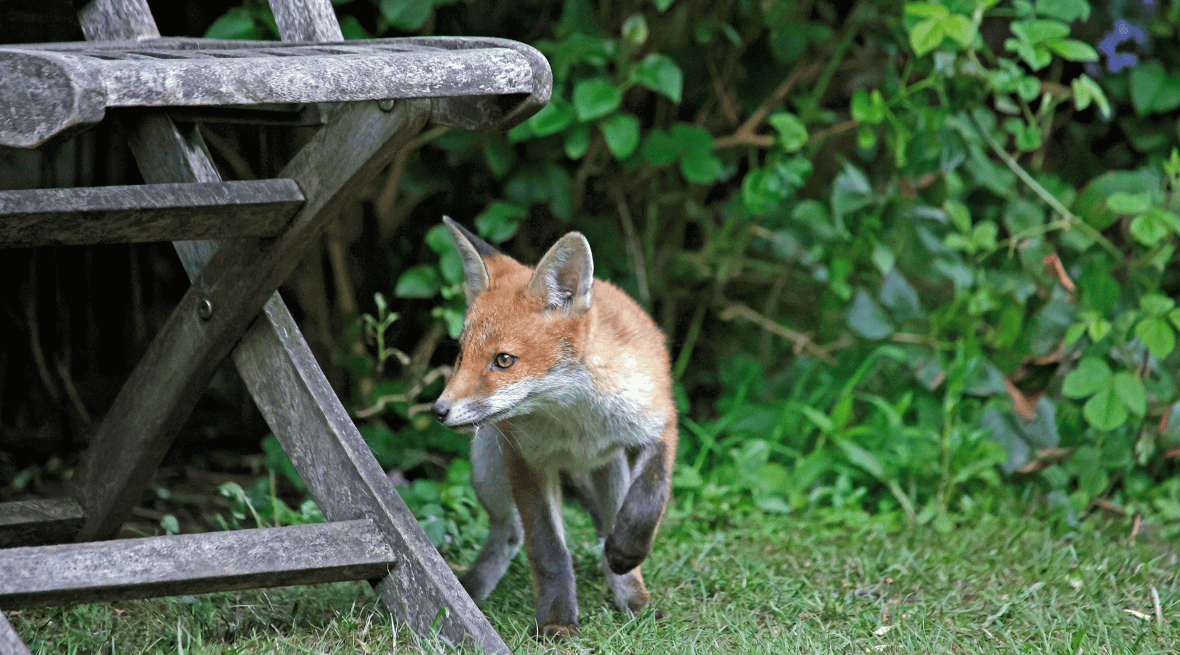 10 Tips on How to Stop Foxes Invading Your Property