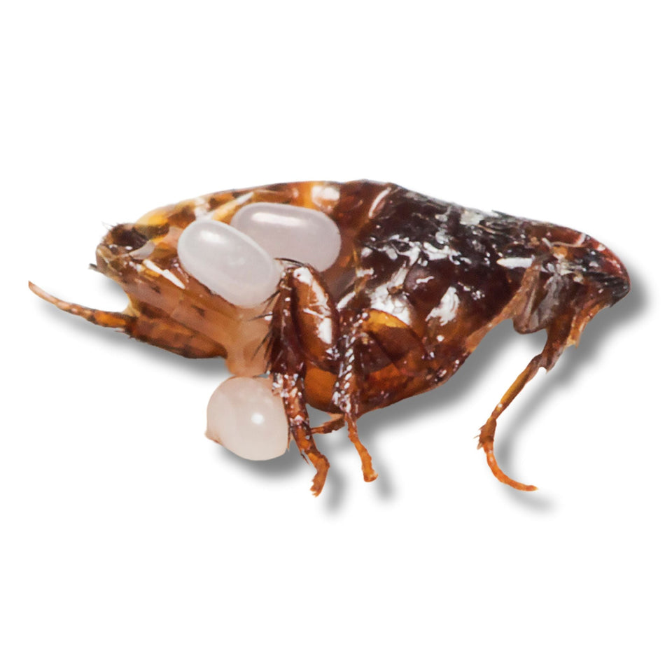 Bed Bug Control Products