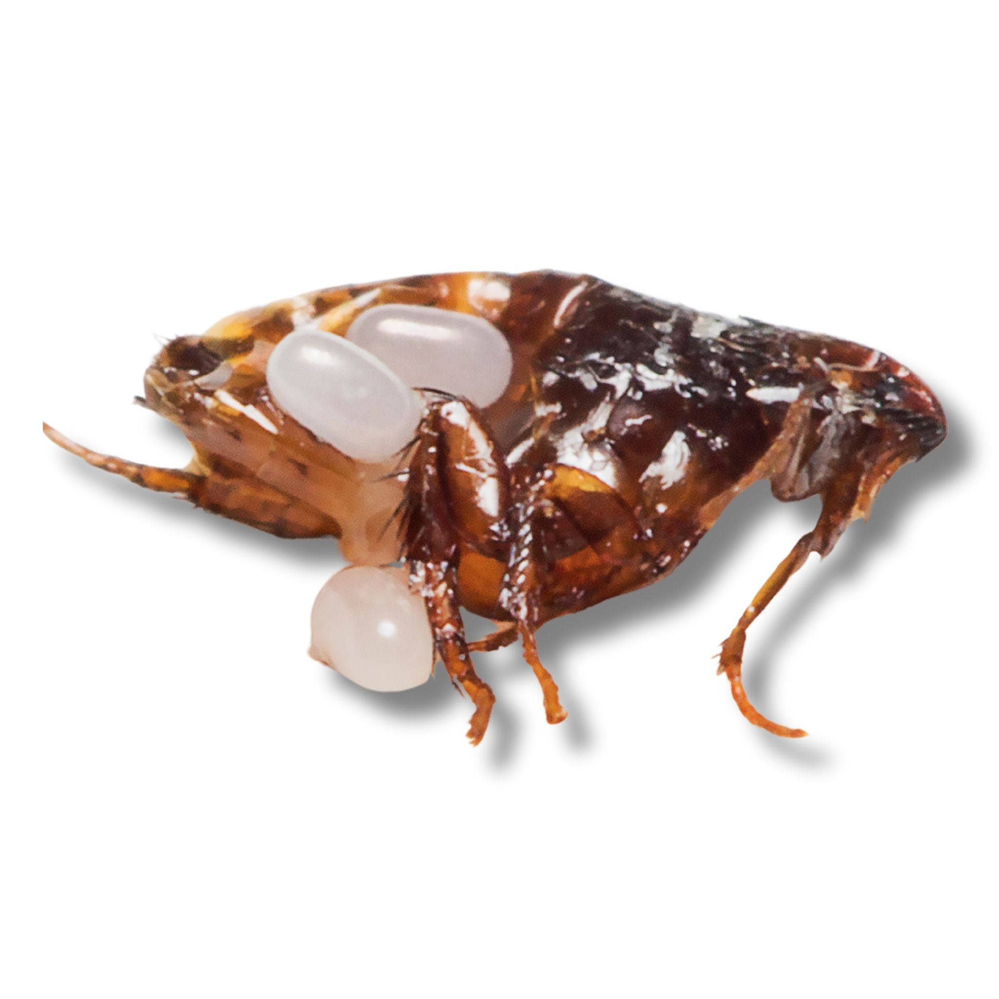 Bed Bug Control Kits