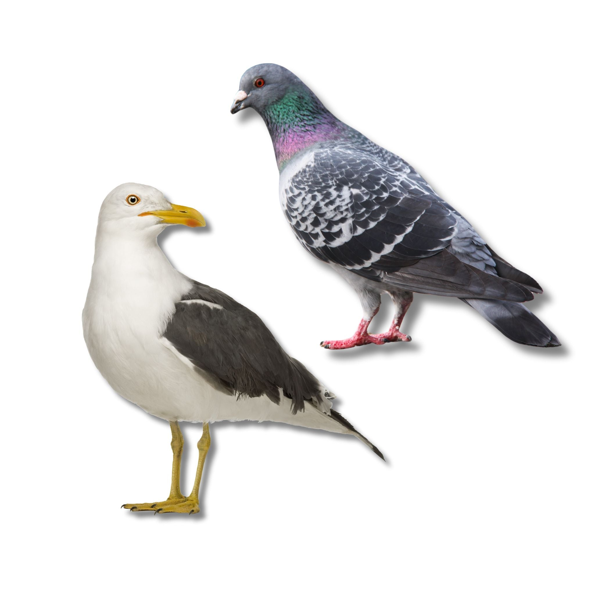 Bird Control Products