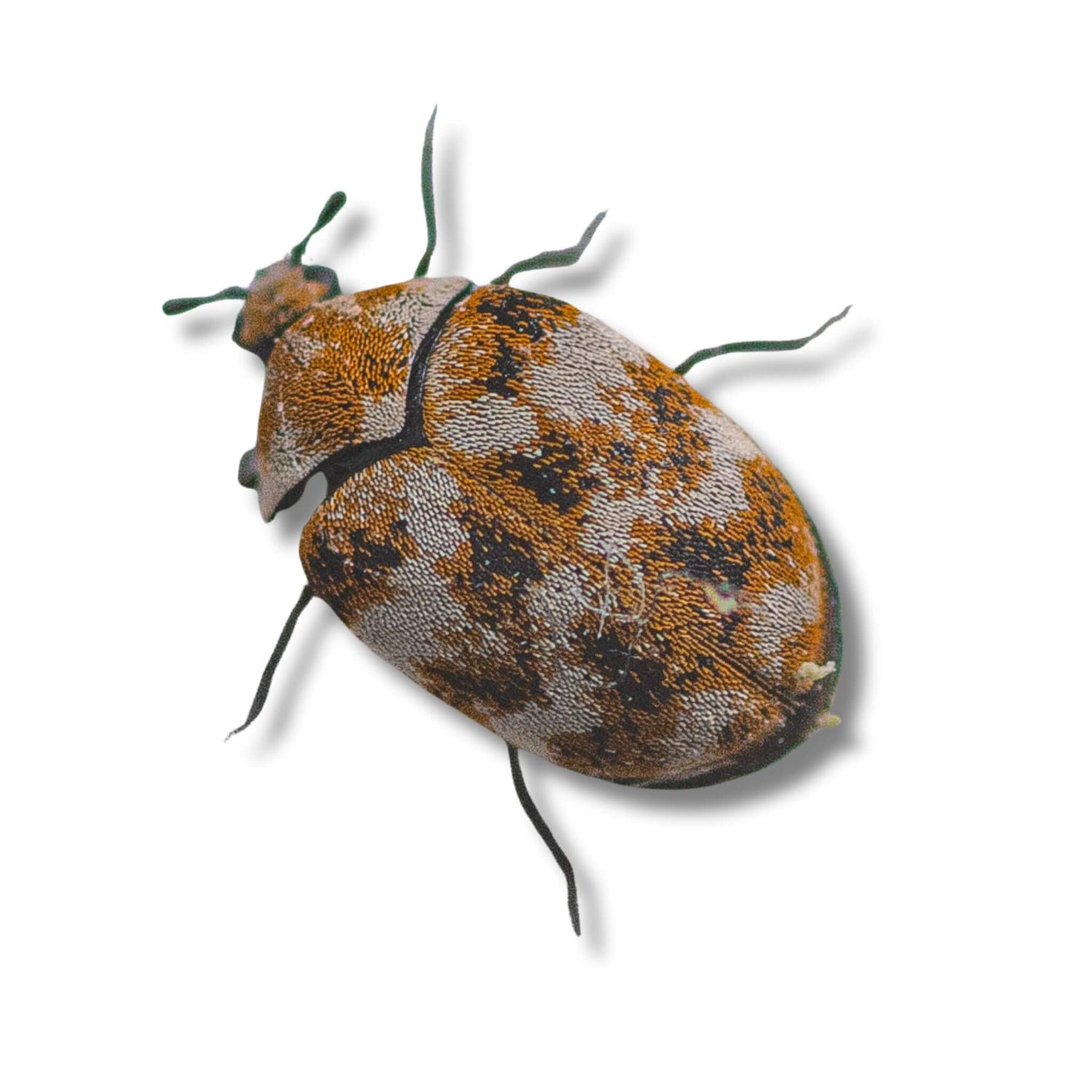 Carpet Beetle