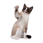 Cat Control Products