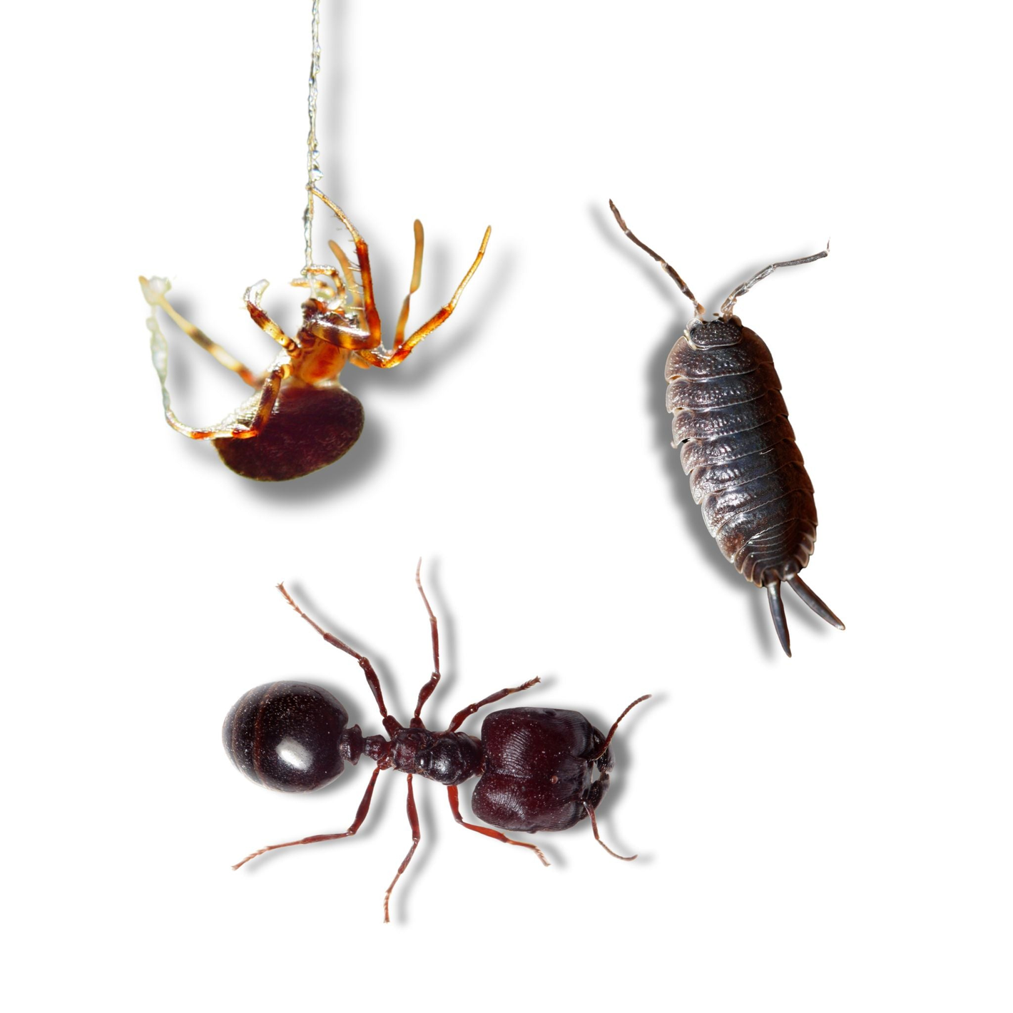 Crawling insects and spiders