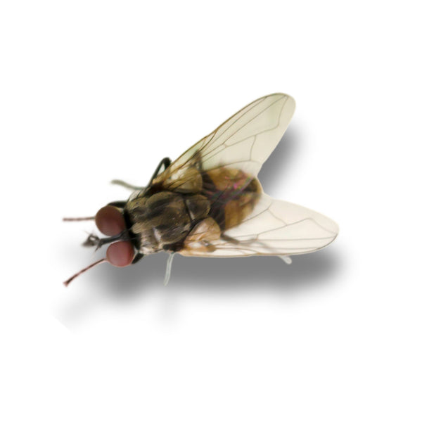 Fly Traps | Buy Online – PestBuddy