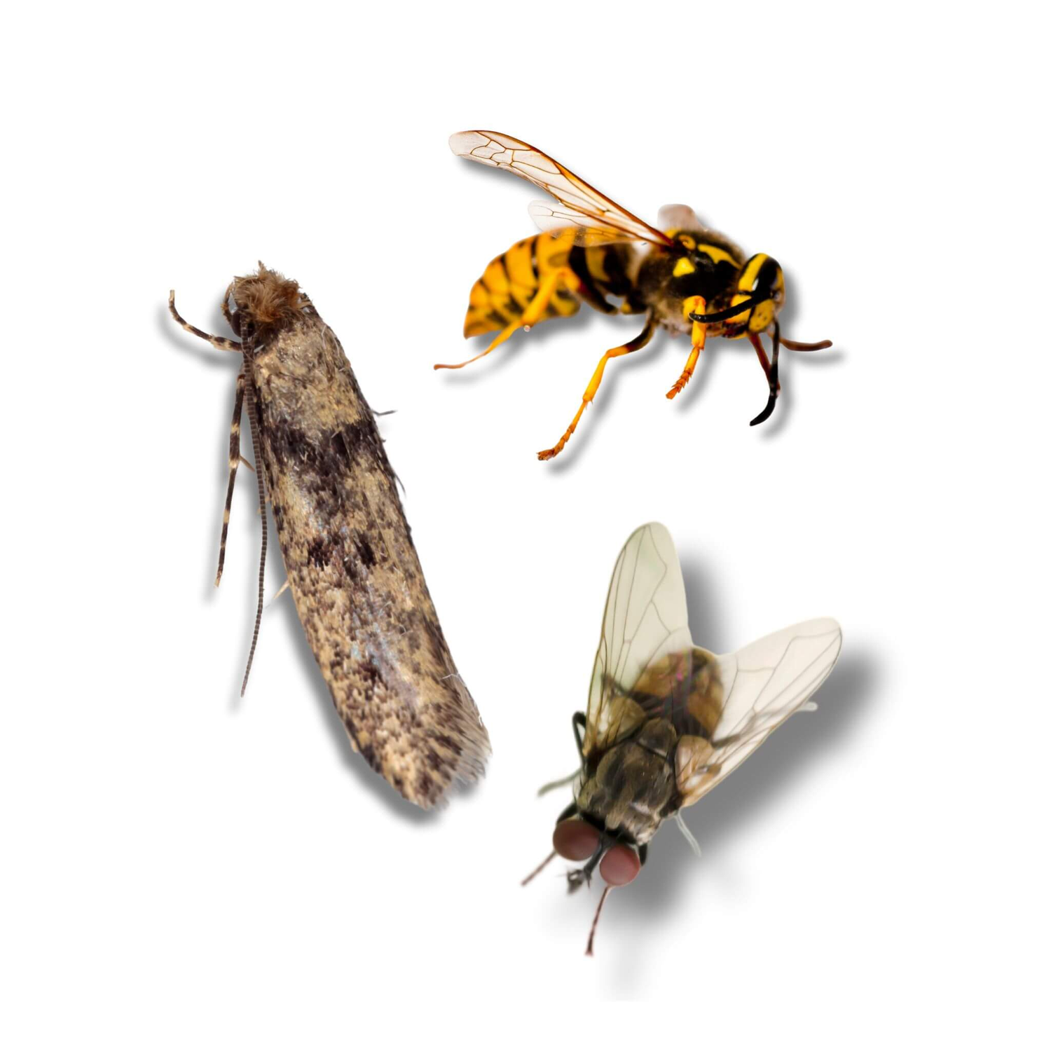 Flying Insect Control Products