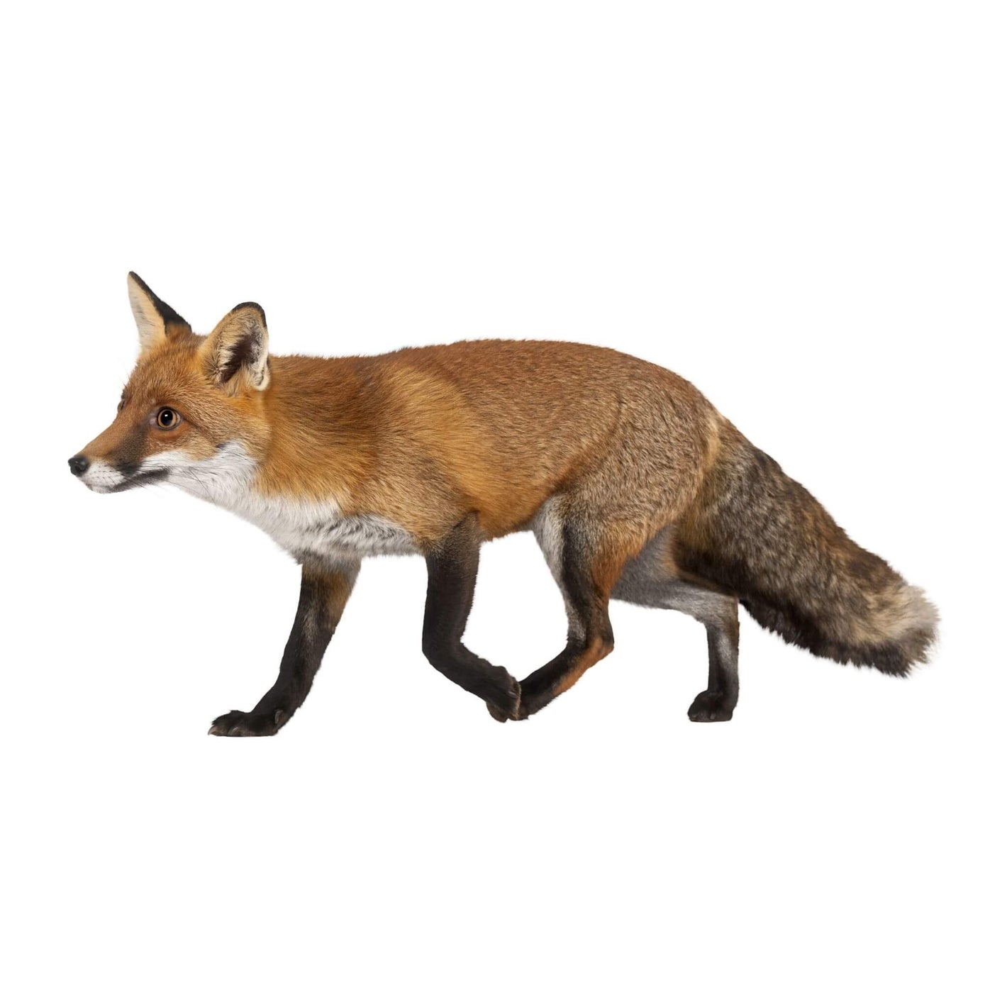 Fox Control Products