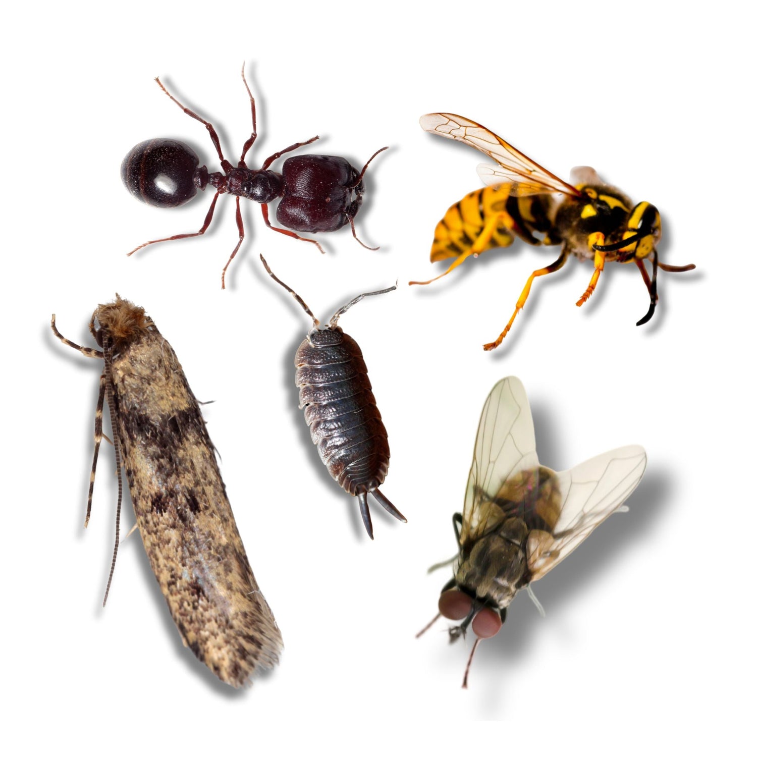 Insect control products